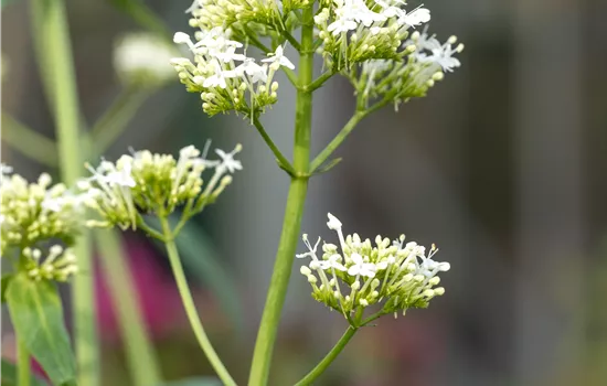 Centranthus ruber 'Albus' 