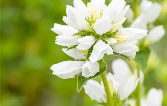 Campanula glomerata 'Alba'  Campanula glomerata 'Alba'