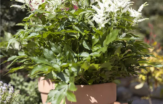Astilbe x arendsii 'Brautschleier' 