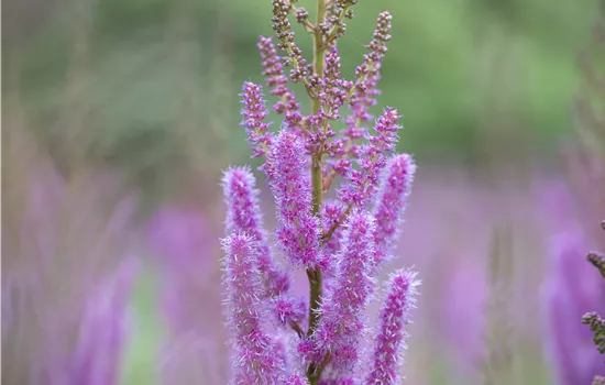 Astilbe chinensis var. pumila 
