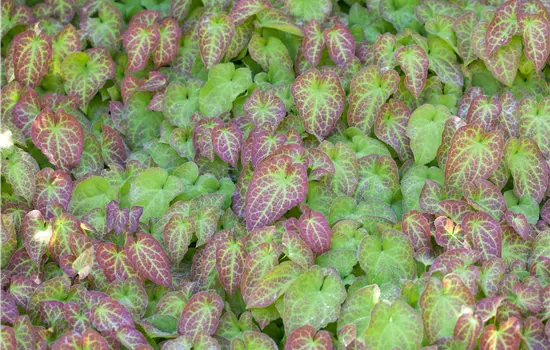 Epimedium x perralchicum 'Frohnleiten' 