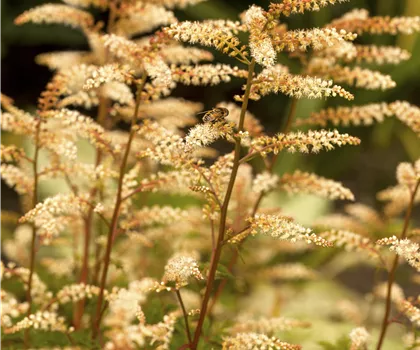 Aruncus aethusifolius 