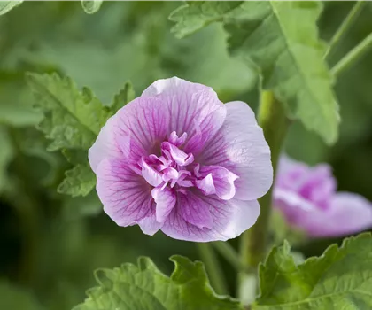 Alcalthaea suffrutescens 'Parkrondell'  Alcalthaea suffrutescens 'Parkrondell'