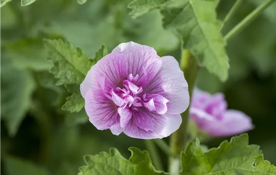 Alcalthaea suffrutescens 'Parkrondell' 