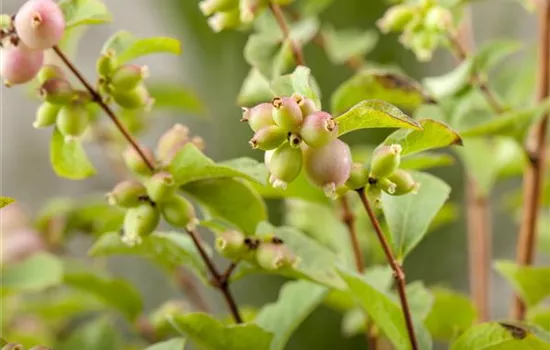 Symphoricarpos doorenbosii 'Magic Berry'
