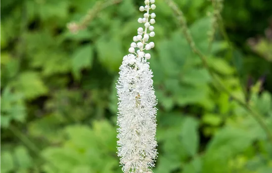 Cimicifuga racemosa  Cimicifuga racemosa