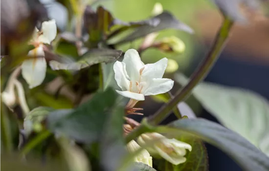 Weigela florida 'Ebony and Ivory'