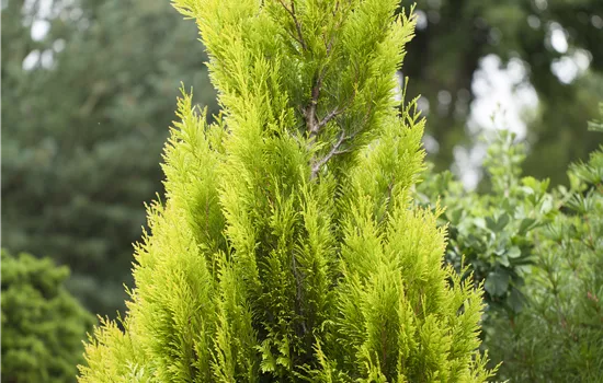 Thuja plicata '4ever Goldy' Thuja plicata '4ever Goldy'