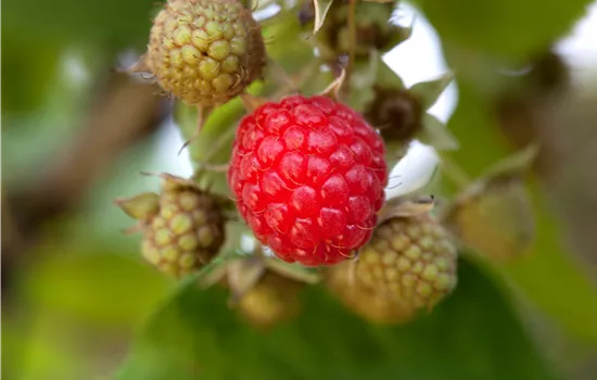 Rubus idaeus 'BonBonBerry Yummy' 