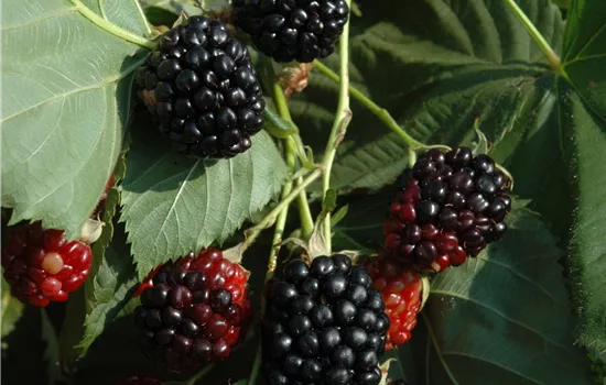 Rubus idaeus 'Black Jewel' 