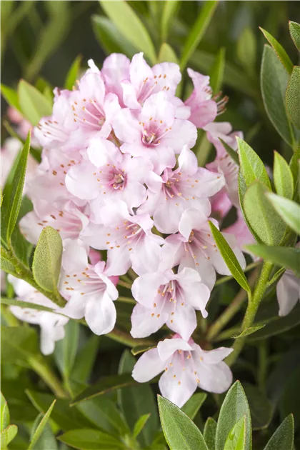 Rhododendron micranthum 'Bloombux Pink'