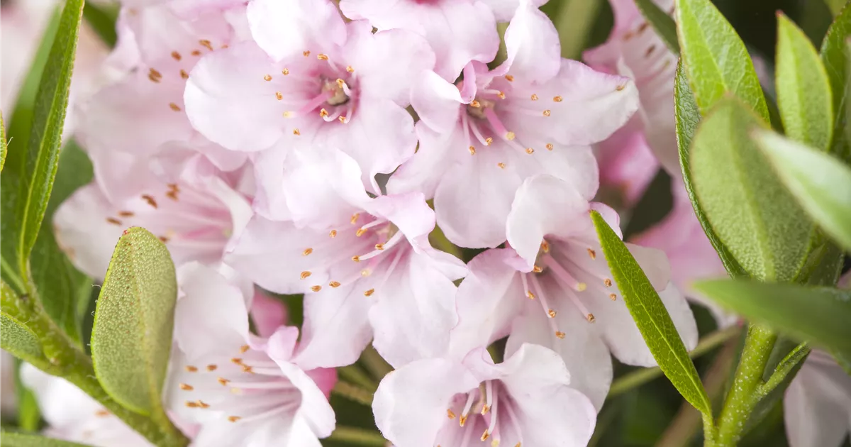 Rhododendron micranthum 'Bloombux Pink'