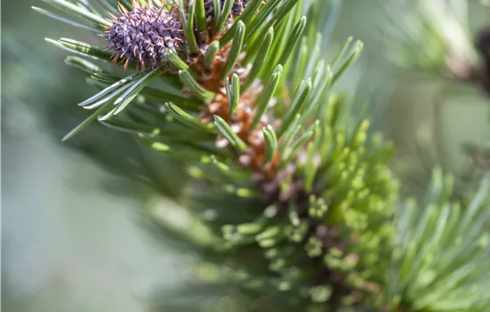 Pinus mugo 'Sherwood Compact' 