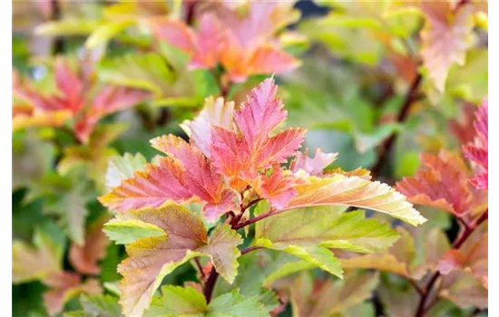 Physocarpus opulifolius 'Magic Ball' Physocarpus opulifolius 'Magic Ball'