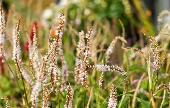 Persicaria amplexicaulis 'Alba' 