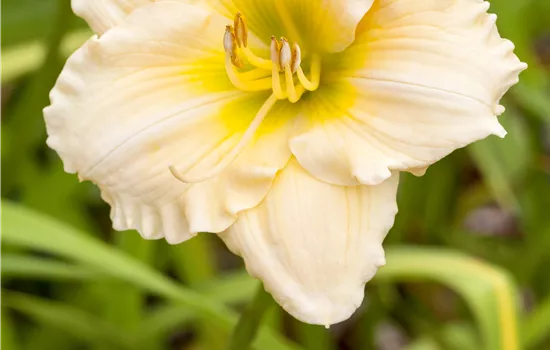 Hemerocallis x cultorum 'Precious d'Oro' 