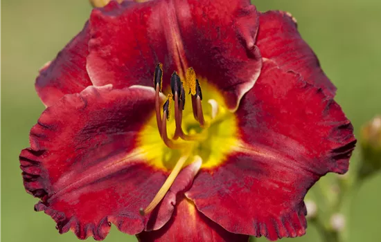 Hemerocallis x cultorum 'Ed Murray'  Hemerocallis x cultorum 'Ed Murray'