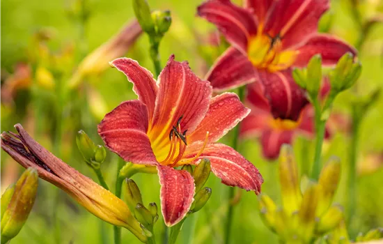 Hemerocallis x cultorum 'Chicago Apache'  Hemerocallis x cultorum 'Chicago Apache'