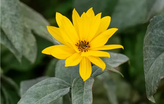 Helianthus tubersosus  Helianthus tubersosus