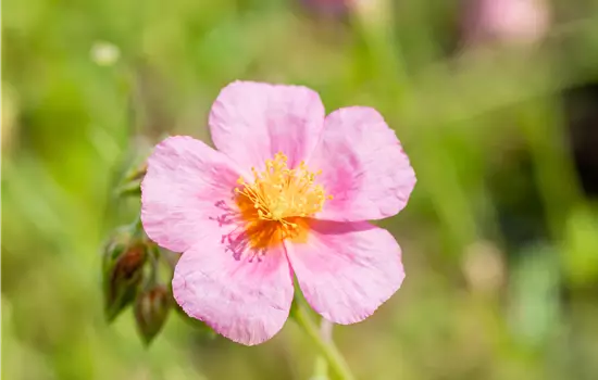 Helianthemum Hybride 'Lawrensons Pink' 
