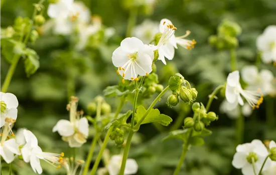 Geranium marorrhizum 'White-Ness'  Geranium marorrhizum 'White-Ness'