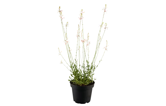 Gaura lindheimerii 'Geyser White' 