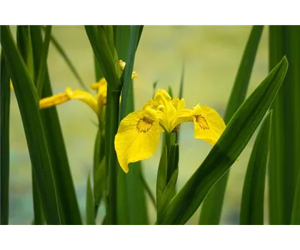 Iris x barbata-nana 'Path of Gold'   Iris x barbata-nana 'Path of Gold'