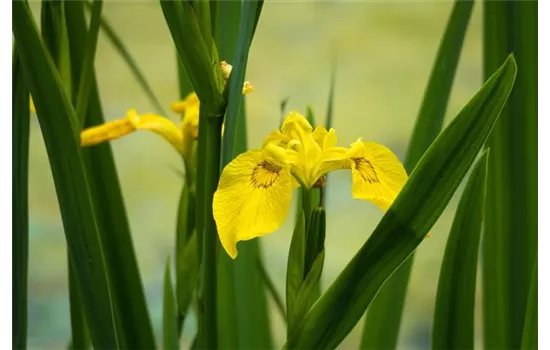 Iris x barbata-nana 'Path of Gold'   Iris x barbata-nana 'Path of Gold'