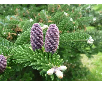 Abies koreana 'Alpin Star'  Abies koreana 'Alpin Star'