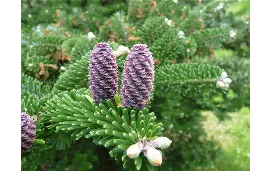 Abies koreana 'Alpin Star'  Abies koreana 'Alpin Star'