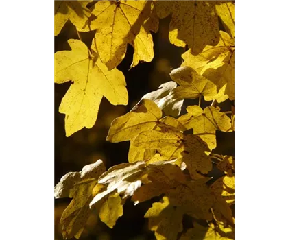 Acer campestre 'Huibers Elegant'  Acer campestre 'Huibers Elegant'