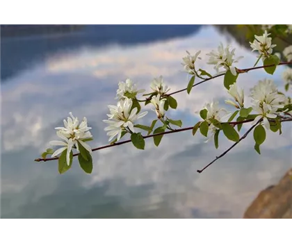 Amelanchier alnifolia 'Saskatoon Berry'  Amelanchier alnifolia 'Saskatoon Berry'