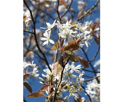 Amelanchier laevis 'Snowflakes'  Amelanchier laevis 'Snowflakes'