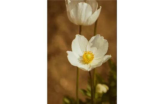 Anemone sylvestris 'Snow White' Anemone sylvestris 'Snow White'