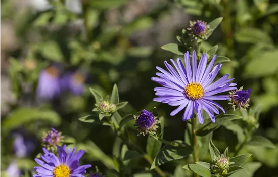 Aster amellus 'Dr. Otto Petscheck'  Aster amellus 'Dr. Otto Petscheck'
