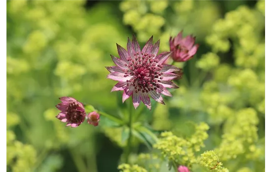 Astrantia major 'Ruby Cloud'  Astrantia major 'Ruby Cloud'