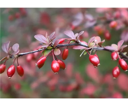 Berberis thunbergii 'Dart's Red Lady'  Berberis thunbergii 'Dart's Red Lady'