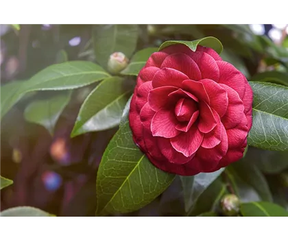 Camellia japonica 'Principessa Baciocchi'  Camellia japonica 'Principessa Baciocchi'