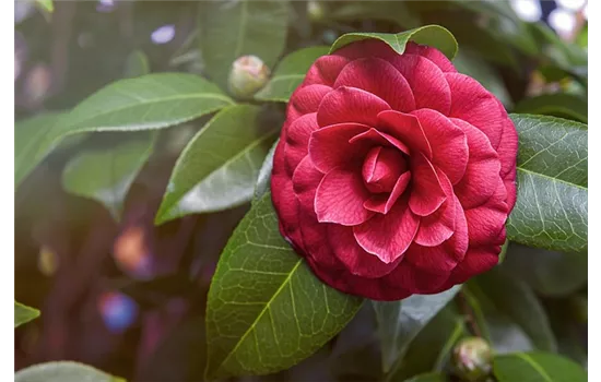 Camellia japonica 'Principessa Baciocchi'  Camellia japonica 'Principessa Baciocchi'