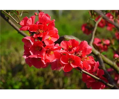 Chaenomeles speciosa 'Hot Fire'  Chaenomeles speciosa 'Hot Fire'