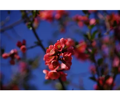 Chaenomeles x superba 'Texas Scarlet'  Chaenomeles x superba 'Texas Scarlet'