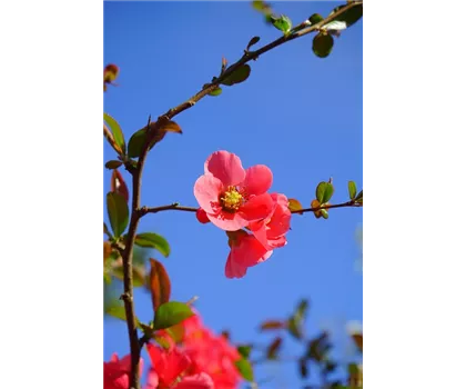Chaenomeles x superba 'Vermilion'  Chaenomeles x superba 'Vermilion'