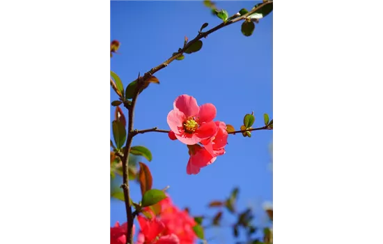 Chaenomeles x superba 'Vermilion'  Chaenomeles x superba 'Vermilion'