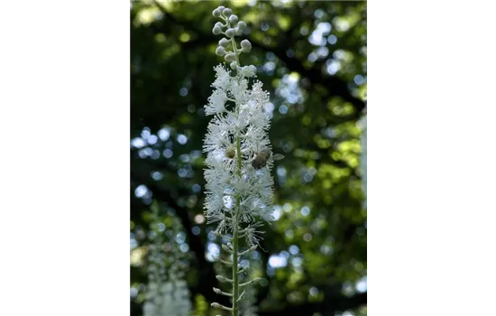 Cimicifuga ramosa  Cimicifuga ramosa