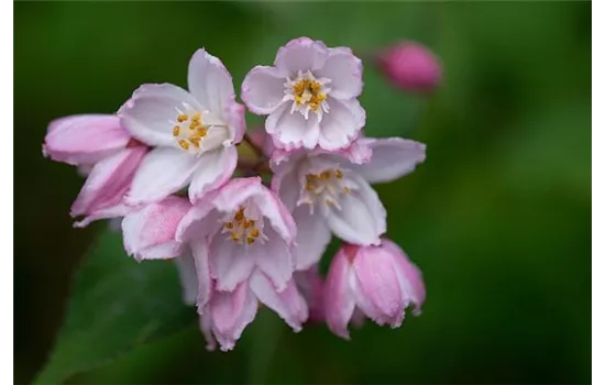 Deutzia x hybrida 'Raspberry Sundae' Deutzia x hybrida 'Raspberry Sundae'