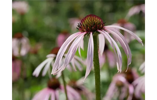 Echinacea pallida 'Hula Dancer' 