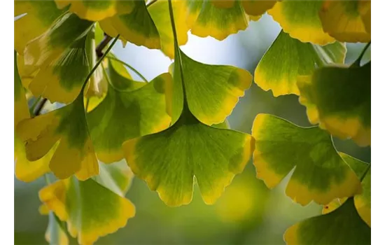 Ginkgo biloba 'Eiffel'  Ginkgo biloba 'Eiffel'