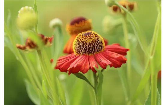 Helenium autumnale 'Helena Red'  Helenium autumnale 'Helena Red'