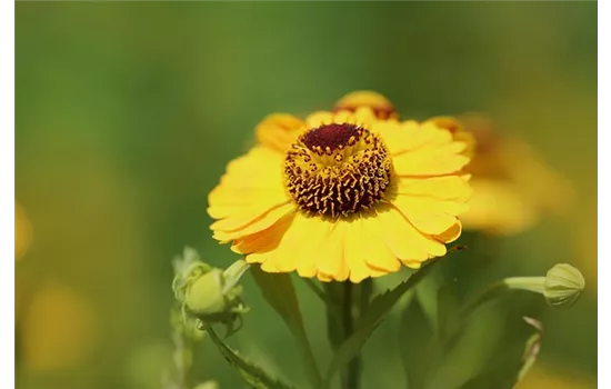 Helenium Hybride 'Wesergold'  Helenium Hybride 'Wesergold'