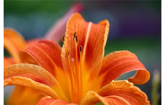 Hemerocallis fulva 'Kwanso'  Hemerocallis fulva 'Kwanso'